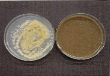 い草には水虫の原因となる白癬菌や、足の臭いの原因となる微生物、また大腸菌O157などに対して抗菌効果があります。